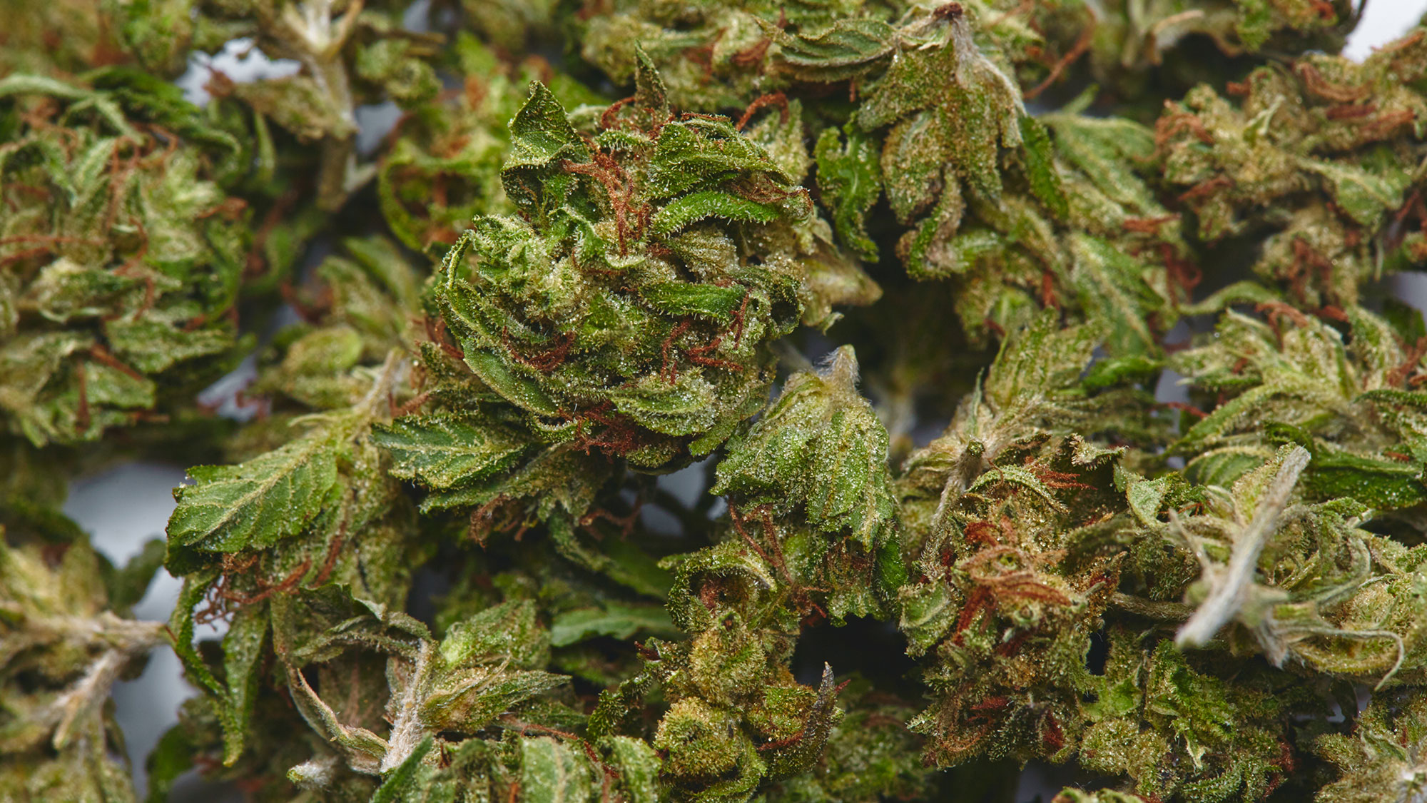 Sour Diesel Cannabis Strain Review Effects