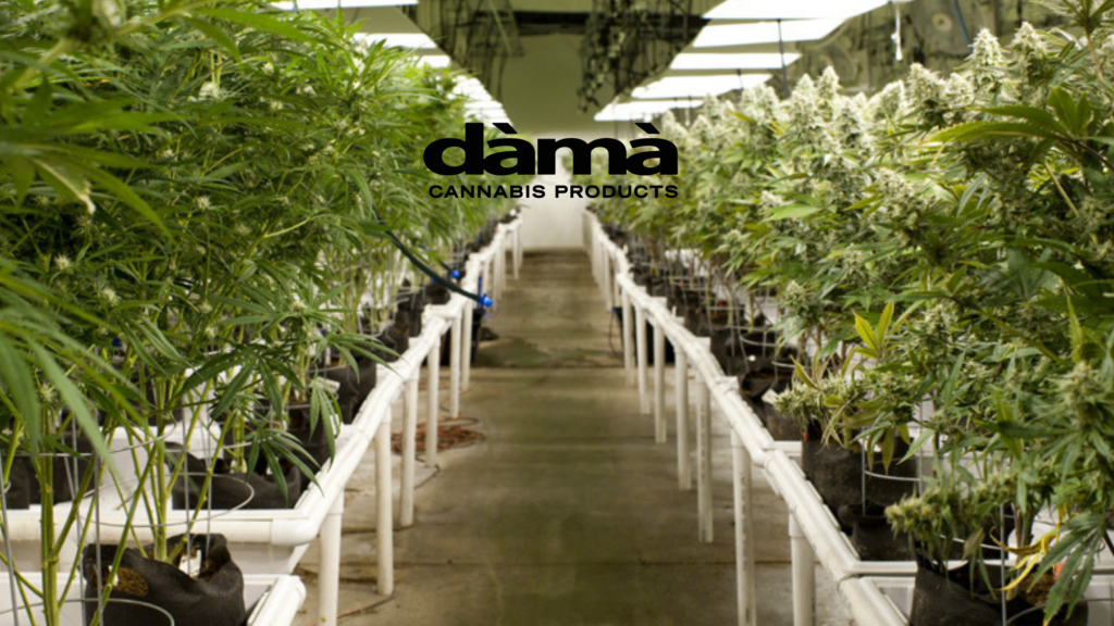 Dama products in Tacoma-2