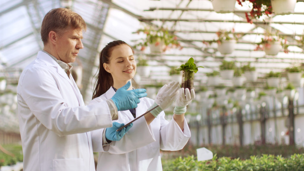 Holistic Doctors looking at plants in greenhouse