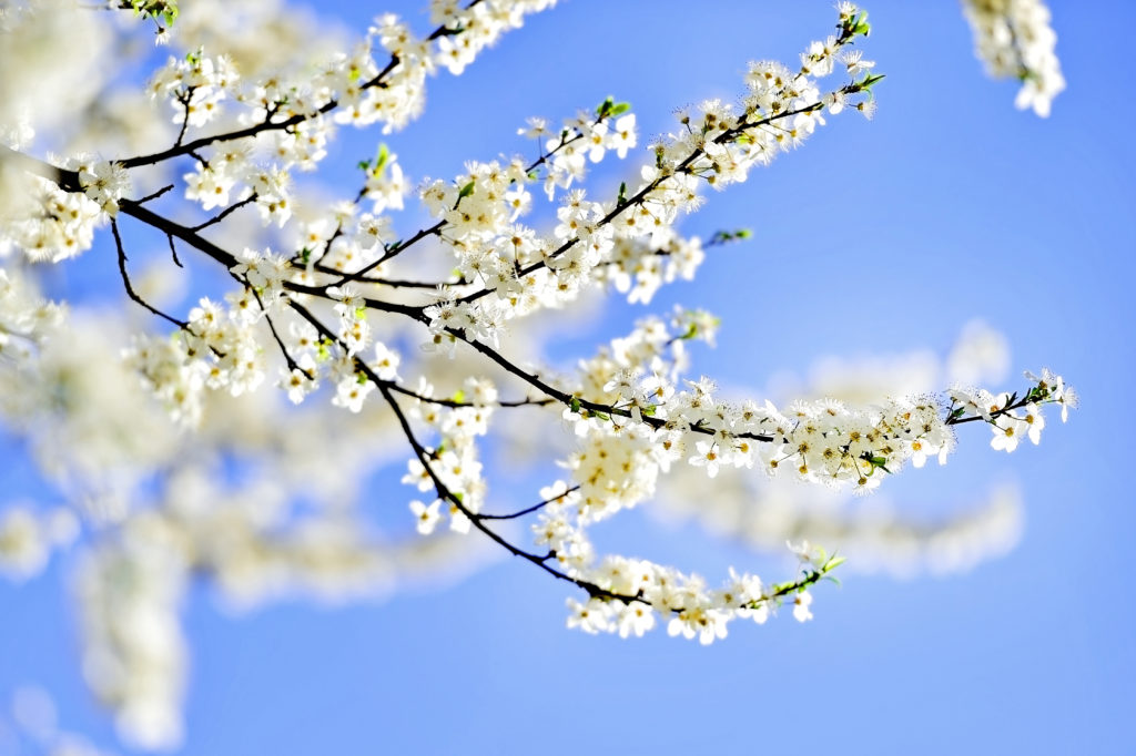 Blooming white cherry flowers on a tree in springtime with blue sky on background signifying time for cannabis rituals for spring